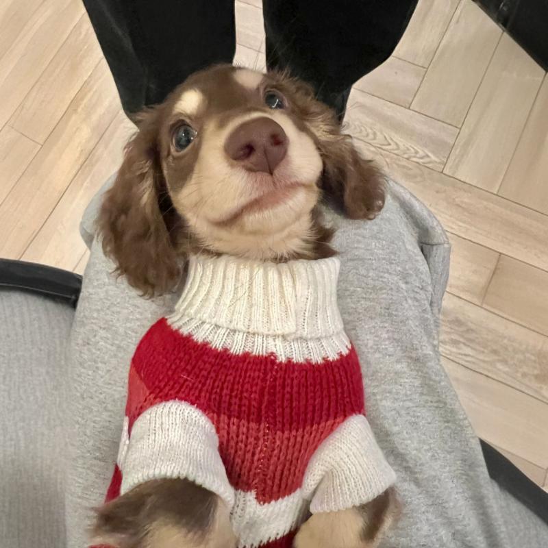 Cat Warm Thickened Sweater: The Ultimate Comfort for Your Feline Friend