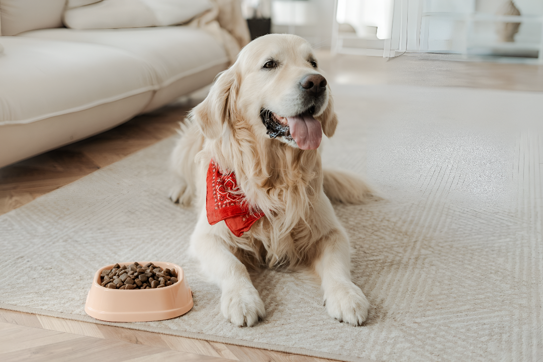 Feeding Supplies for Healthy Pets