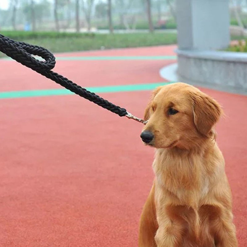Rtriever Alaska dog walking dog leash
