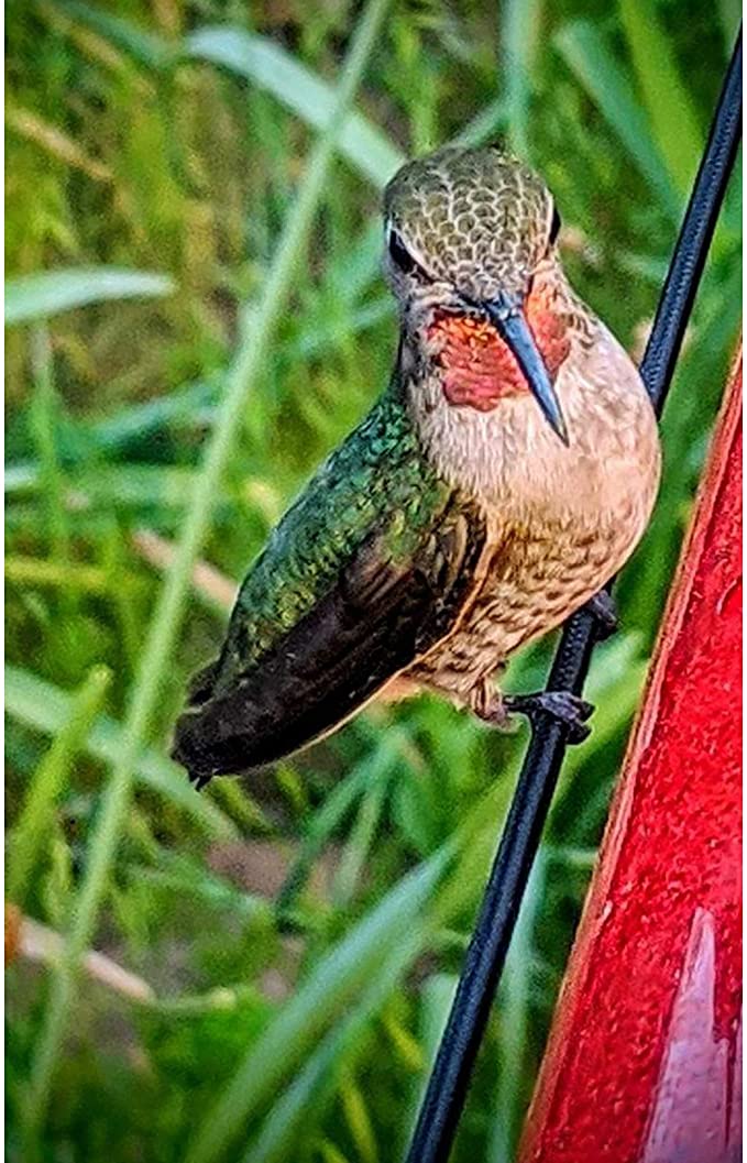Hanging Long Tube Red Bird Feeder Hanging Hummingbird
