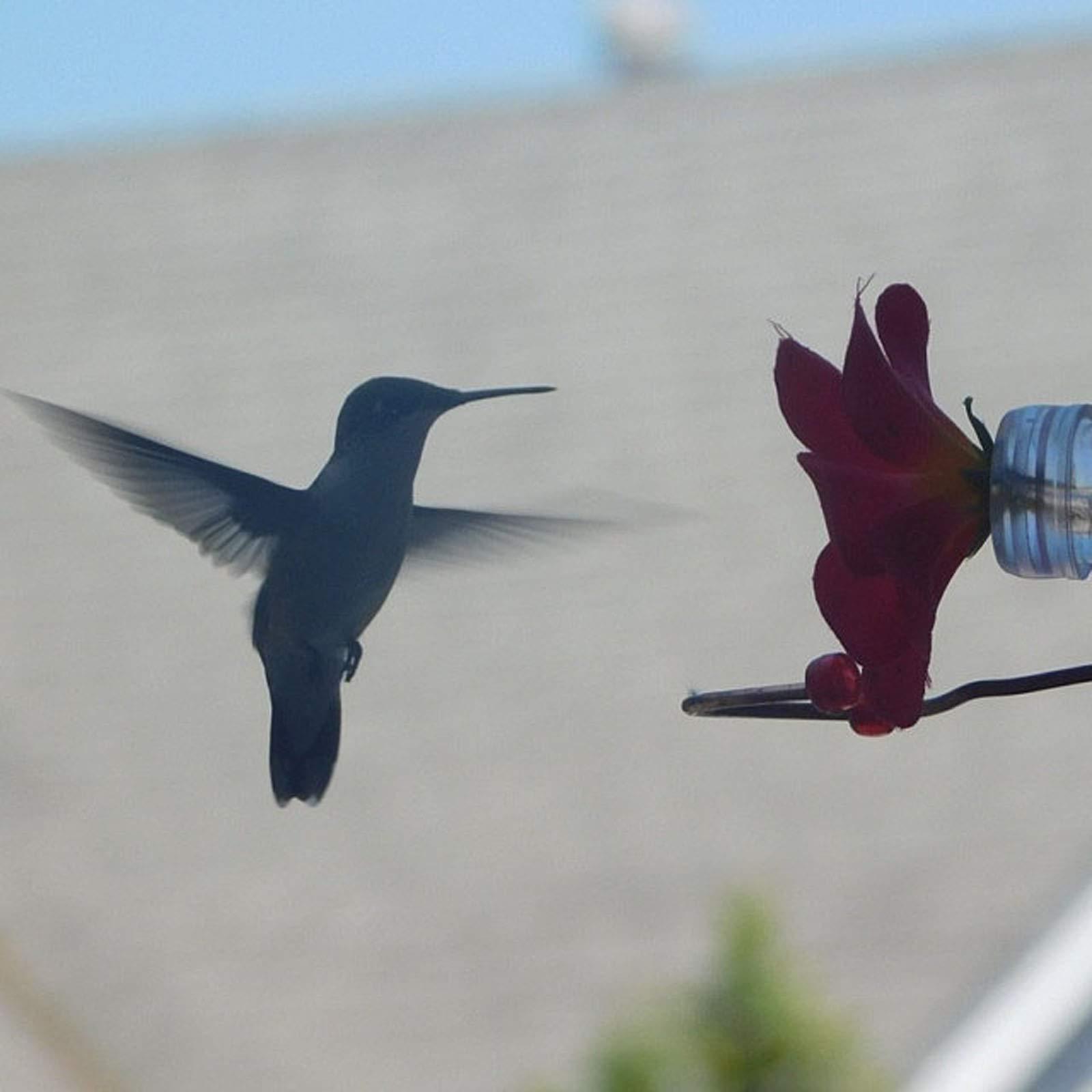 Flower Design Hummingbird Bird Feeder Tube Decorative Dispenser Tool Water Hanging Bird Window Outdoor Bird Feeding Tube