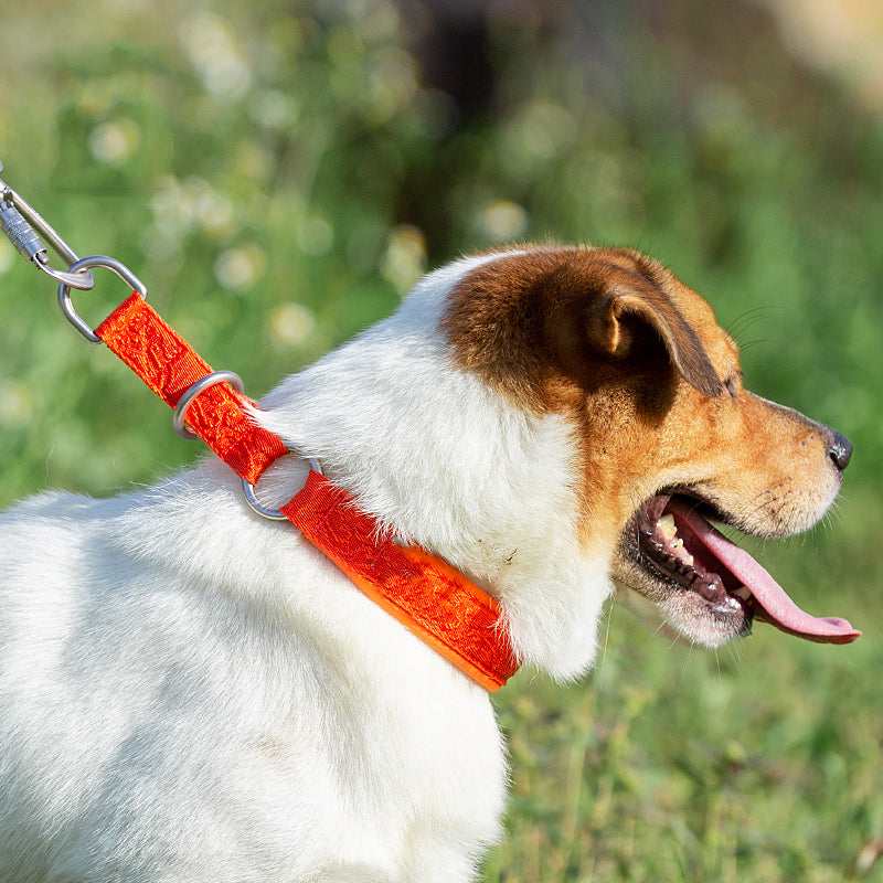P Chain Walking Dog Neck Ring