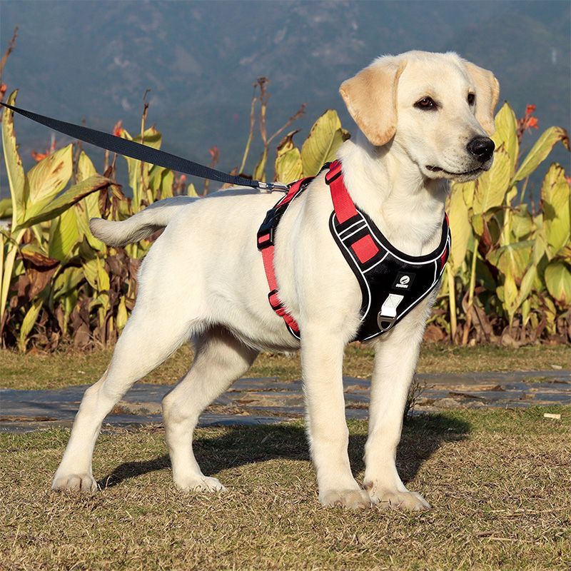Explosion-proof Chest Strap Large Dog Vest